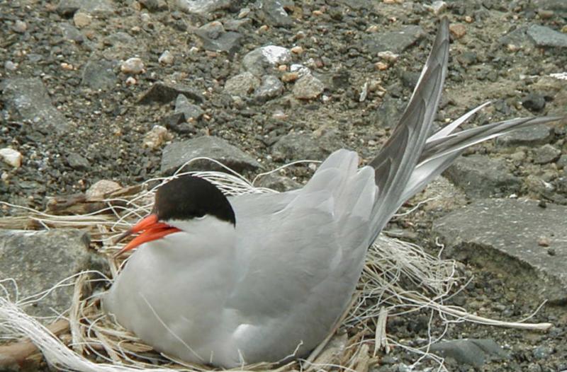 Common Tern, Maine, Boothbay Register, Jeff Wells